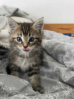 Predam Maine Coon (Mainská Myvália - 12