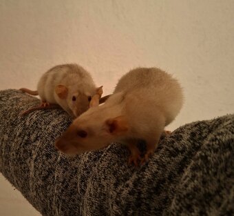 Predám potkaniky - 12