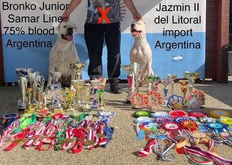 Argentínska doga štěňata, Dogo Argentino, REZERVACE - 12