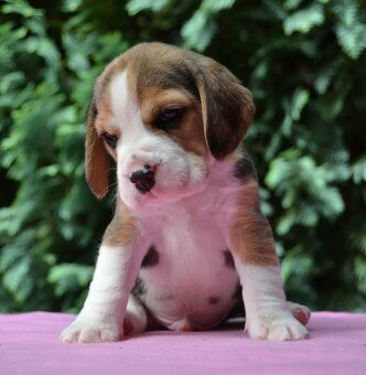 Bigel, bigl, beagle s PP - 12