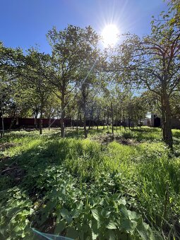 Sedliacky dom s jabloňovým sadom - okr. Levice - 12