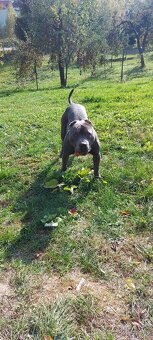 Americky pitbullterier - 12