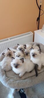 Ragdoll mačiatka, mačka - 12