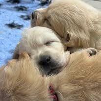 šteniatka Zlatého retrievera s PP - 12