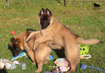 Belgický ovčiak Tervueren - šteniatka s PP na odber - 12