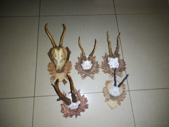 Predám zbierku parožia - 12