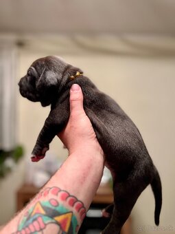 AMERICAN BULLY XL s PP - 12