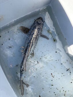 Japonské Koi kapre - 12