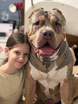 American Bully XL - 12