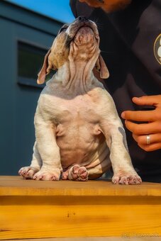 American Bully XL - 12