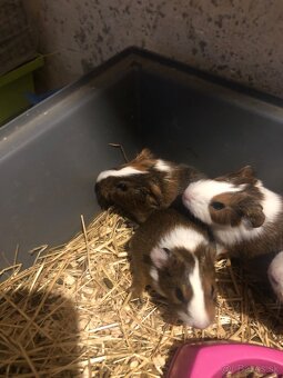 Darujem 8 Morčat - 12