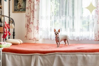 Pokoj vidieka, výhody mesta – Rodinný dom v Novej Bani na pr - 12