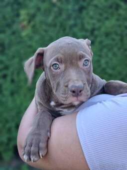 J&K bullys "ponúkame na predaj American bully XL - 12