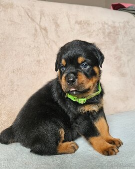 ROTVAJLER - šteniatka s PP - 12