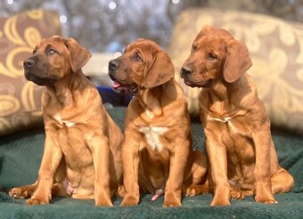 Tosa Inu s PP (FCI) - 12