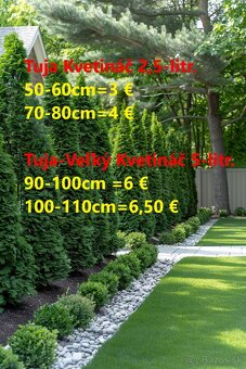 VAVRINOVEC,TUJA SMARAGD - 12