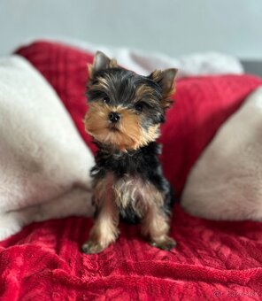 Yorkshire terrier, jorkšírsky teriér s PP FCI - 12
