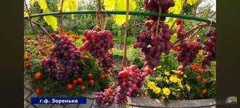 Predám sadenice viniča - 12