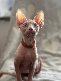 Kanadsky Sphynx - 12