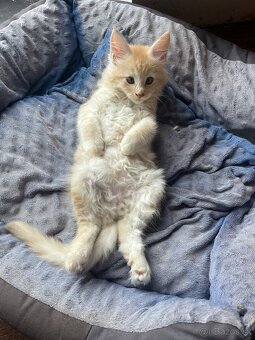 maciatko Fenix s PP/maine coon - 12