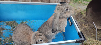 Predám zajacov FB - 12