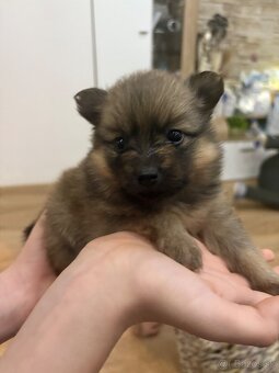 Nemecký špic, pomeranian - 12