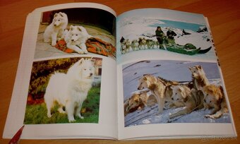 Severské plemená psov - 12