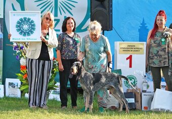 Velký gaskonský pes s PP FCI jako bracco italiano bloodhound - 12