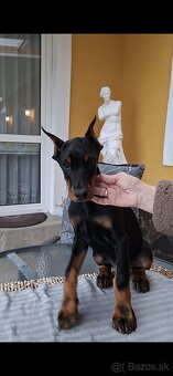 DOBERMAN ŠTENIATKA FCI P.P. - 12