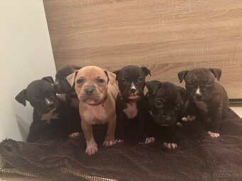 Americký stafordsirsky terier, Stafford, amstaf - 12