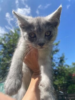 1/2 Mainská mývalia mačka/kocúr (Maine Coon) - 12
