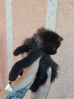 Mainska myvalia mačka - mačiatka Maine coon - 12