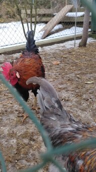 Predam kohuta kohutov - 12