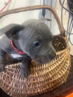 American bully pocket - 12