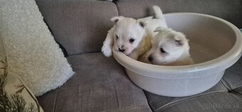 Predam Westika fenku - 12