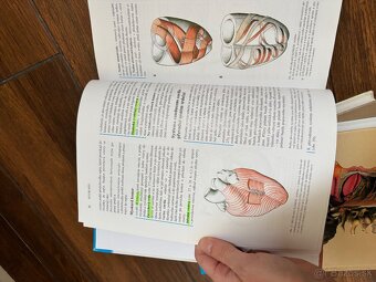Anatomia Čihak 1,2,3 - 12