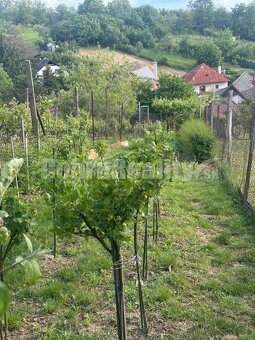 Predaj viničného domu s pozemkom - 12