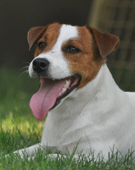 štěňata Jack Russell teriéra s PP - 12