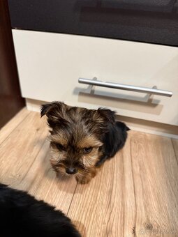 York, Yorkshire, Yorkshire terier, mini yorkshire - 12