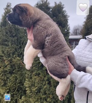 Americká akita (American akita) s PP - 12