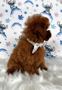 Pudel toy/Pudlík toy - red brown psíček - 12