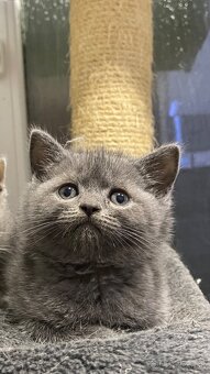 Britský Kocurik - 12