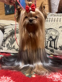 Yorkshire terrier s PP - 12