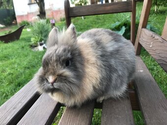 králiky a morčiatka - 12