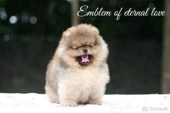 Pomeranian FCI - 12