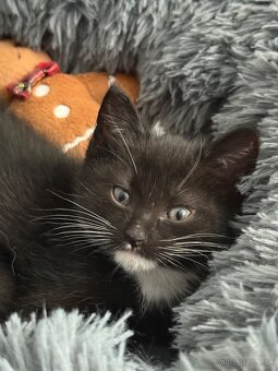 🐾 Na predaj krásne, prítulné mačiatka - 12