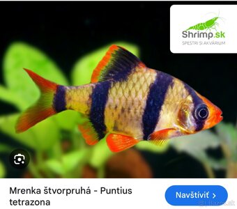 Zariadené akvárium 200l - 12
