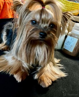 Yorkshire terrier s PP - 12