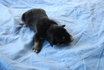 Ponúkam šteniatka - 12