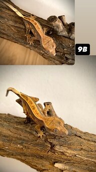 Pagekon riasnaty - 12